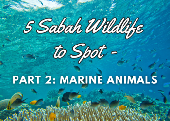 5 Sabah Wildlife to Spot – Part 2: Marine Animals